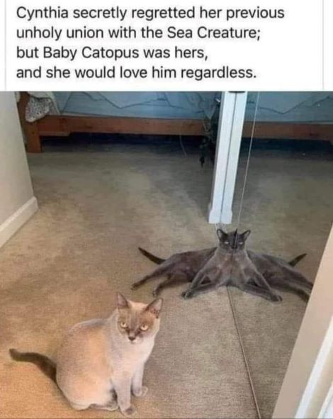 baby catopus.jpg